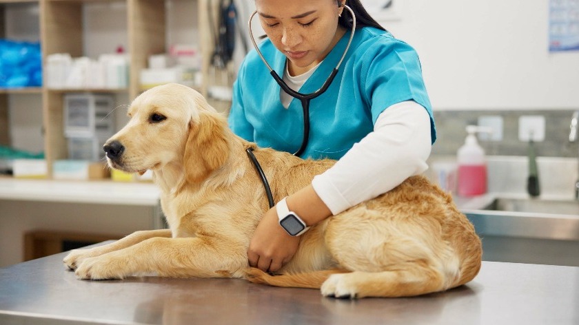 狗狗咳嗽、呼吸急促,是小病還是心臟病警訊?