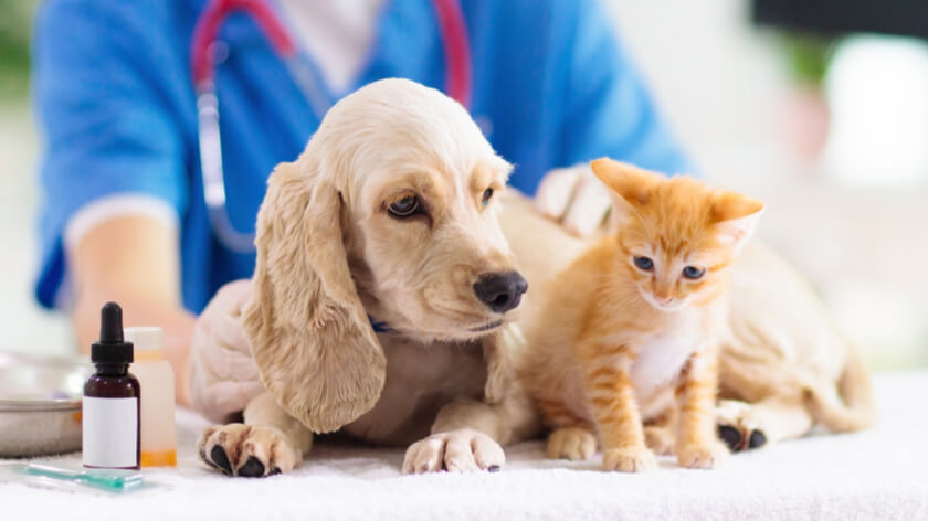 毛小孩10大死因獸醫這樣看