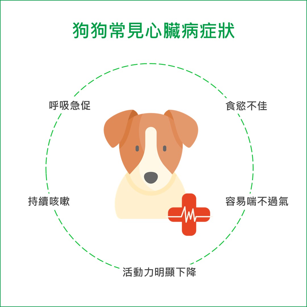 狗狗心臟病常見症狀