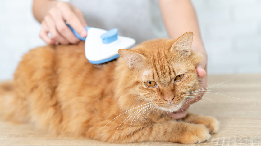 養貓一個月花費多少錢？2026您需要知道的3大核心花費、法規