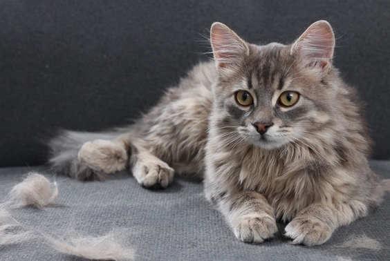 Cute cat and pet hair on grey sofa