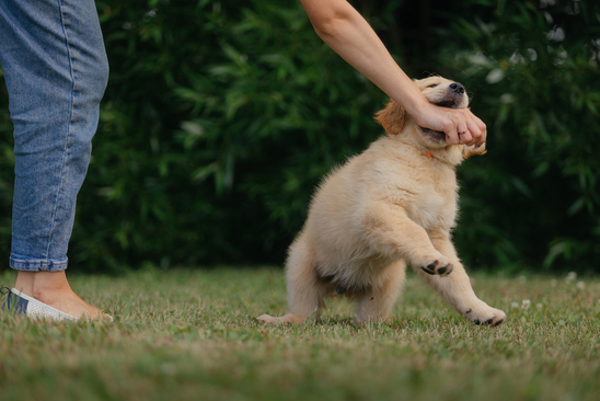 狗咬人怎麼辦？處理三步驟、預防方式及寵物險重點整理